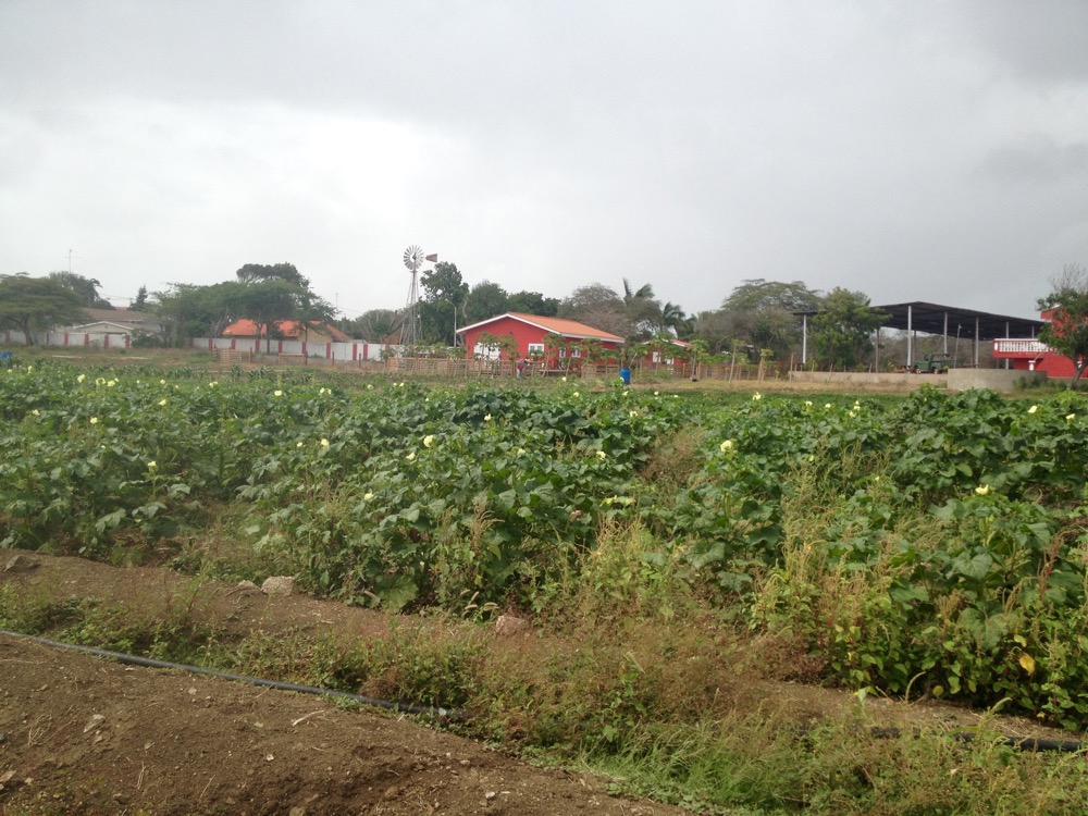 Local hofi (farm) on Curacao